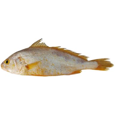Yellow Croaker G/S 800/1200 gr. 2 x 3 kg.