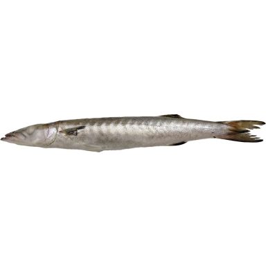 Baracuda Fresh Frozen 2000-3000 gr. 10 kg.